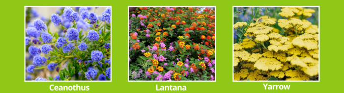 Ceanothus, Lantana & Yarrow.