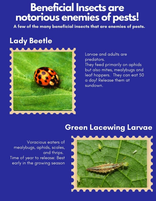 Natural Enemies of Pests Infographic
