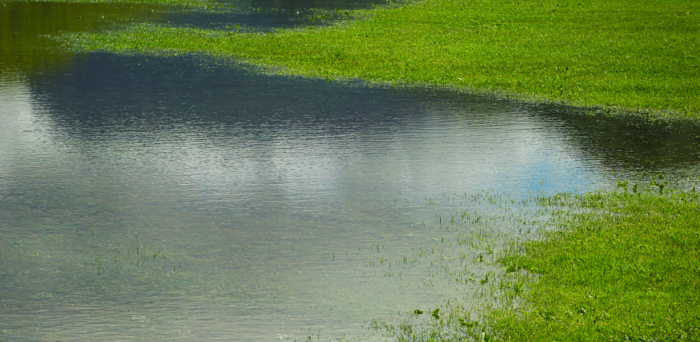 Flooded grass