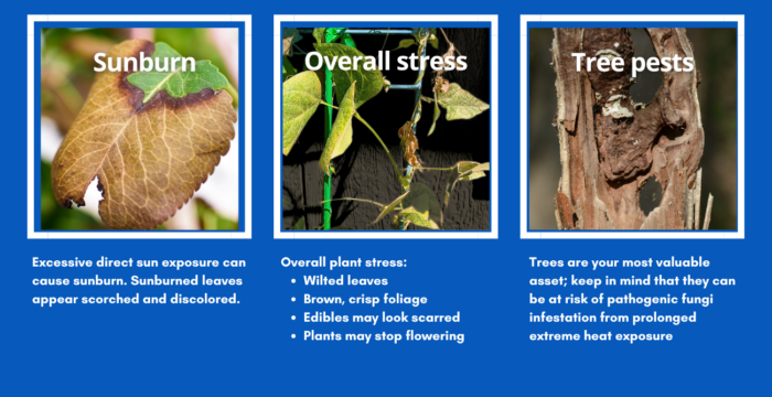 Photos—symptoms of heat stress in plants