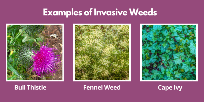 Invasive Weeds – Gardeners' Guild SF Bay Area Full Service Landscaping