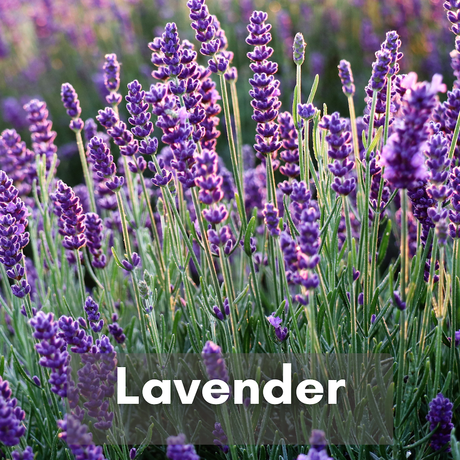 Lavender – Gardeners' Guild SF Bay Area Full Service Landscaping