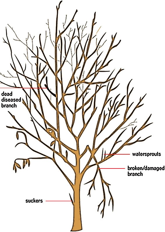 Essential Reasons For Tree Care Planning – Gardeners' Guild SF Bay Area ...