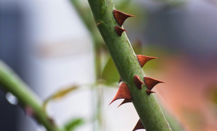 Rosebush Stem – Gardeners' Guild SF Bay Area Full Service Landscaping