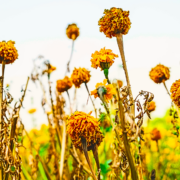 Scorched flowers