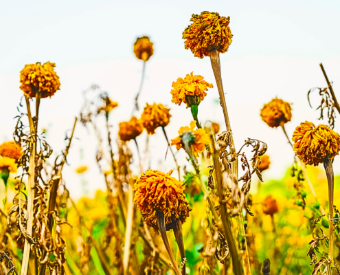 Scorched flowers