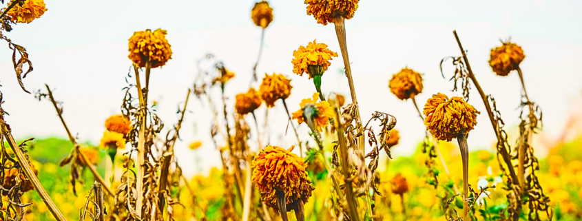 Scorched flowers