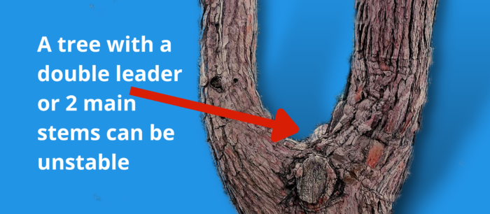 Tree with double leader