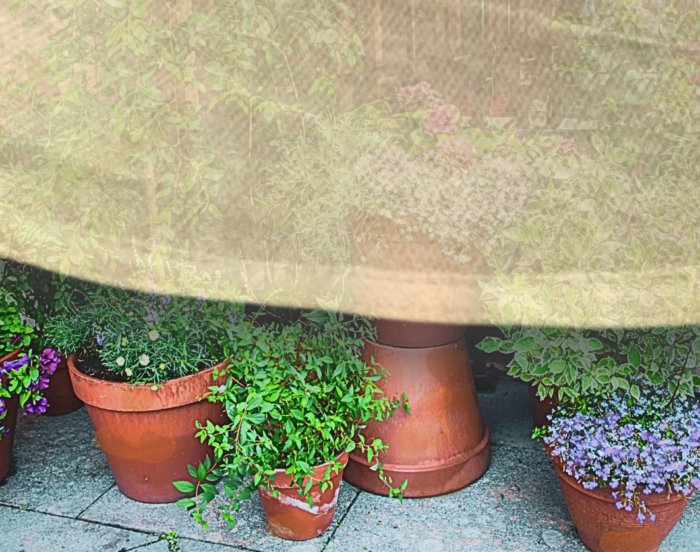 Shade cloth over container plants